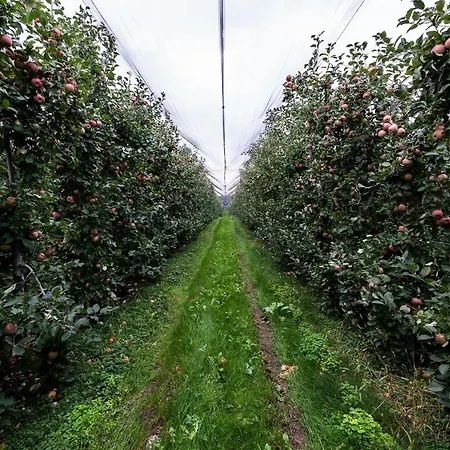 Al Luogo Del Giulio 팜스테이 *