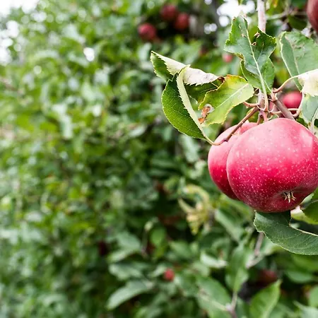 Al Luogo Del Giulio 팜스테이