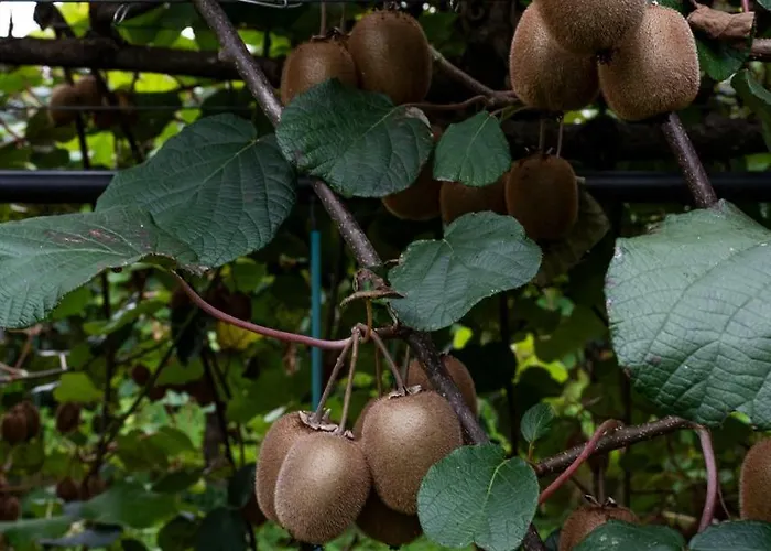 Al Luogo Del Giulio *