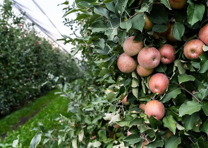 Al Luogo Del Giulio *